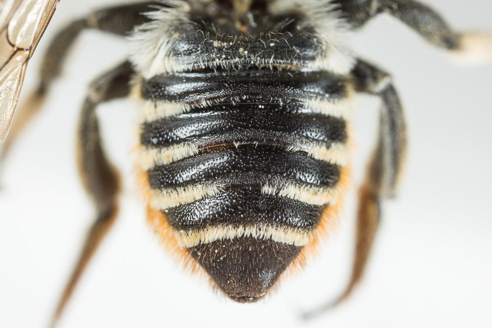 Le  Megachile pilicrus Morawitz, 1877