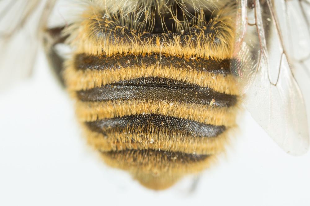 Megachile schmiedeknechti Costa, 1884