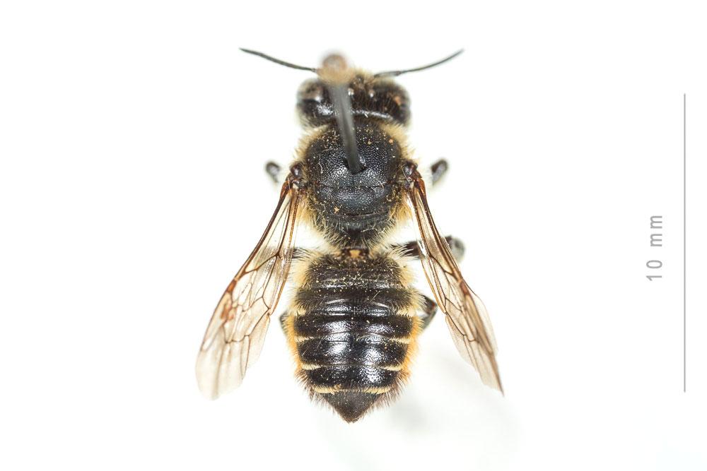 Le  Megachile versicolor Smith, 1844