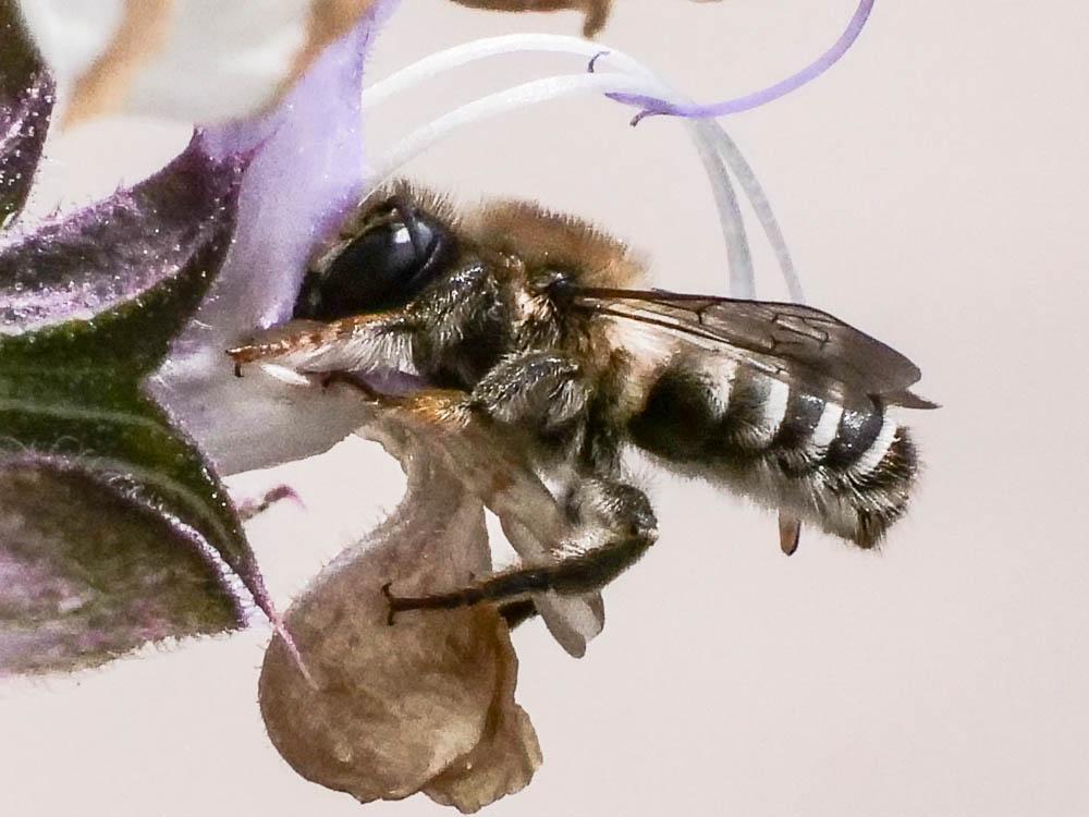Le  Megachile ericetorum Lepeletier, 1841