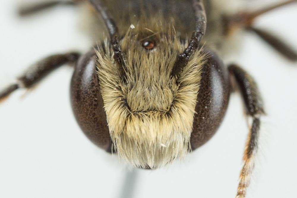 Le  Megachile pilidens Alfken, 1924