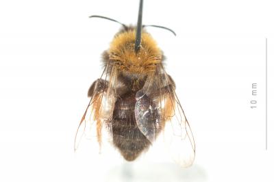  Andrena clarkella (Kirby, 1802)