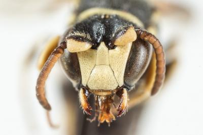  Hylaeus variegatus (Fabricius, 1798)