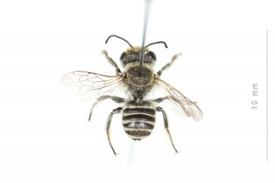  Megachile burdigalensis Benoist, 1940