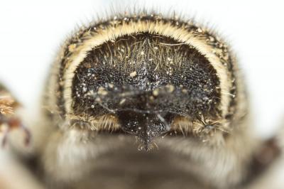  Megachile albisecta (Klug, 1817)