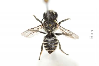  Megachile rotundata (Fabricius, 1793)