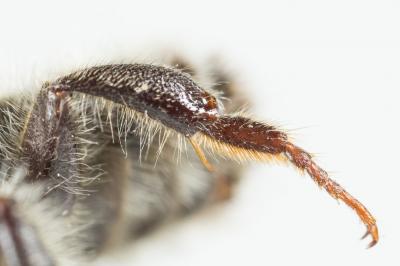 Megachile circumcincta (Kirby, 1802)