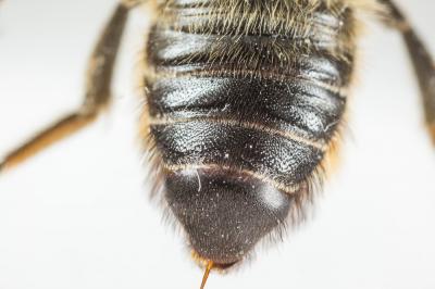  Megachile ligniseca (Kirby, 1802)