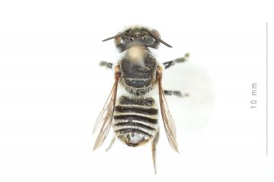  Megachile opacifrons Pérez, 1897