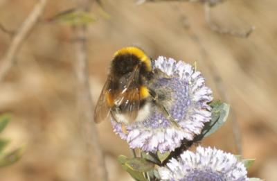 Bourdon terrestre (Le) Bombus terrestris (Linnaeus, 1758)