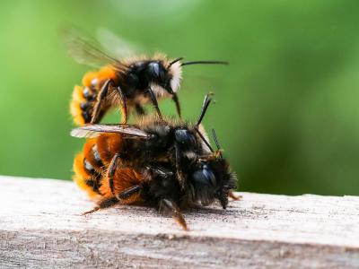  Osmia cornuta (Latreille, 1805)