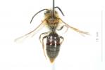  Andrena haemorrhoa (Fabricius, 1781)