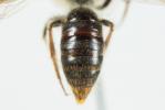  Andrena haemorrhoa (Fabricius, 1781)