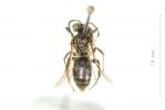  Andrena clypella Strand, 1921