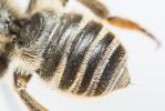  Megachile ericetorum Lepeletier, 1841