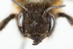  Megachile circumcincta (Kirby, 1802)