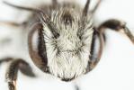  Megachile melanopyga Costa, 1863
