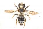  Megachile albisecta (Klug, 1817)