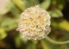  Lomelosia hymettia
