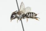  Megachile rotundata (Fabricius, 1793)