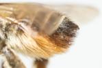  Megachile maritima (Kirby, 1802)