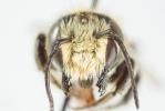  Megachile pilicrus Morawitz, 1877