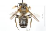  Megachile willughbiella (Kirby, 1802)