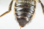  Megachile ligniseca (Kirby, 1802)