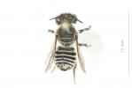  Megachile opacifrons Pérez, 1897
