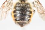  Megachile versicolor Smith, 1844
