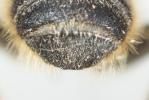  Megachile versicolor Smith, 1844