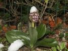 Orchis géant, Orchis à longues bractées, Barlie Himantoglossum robertianum (Loisel.) P.Delforge, 1999
