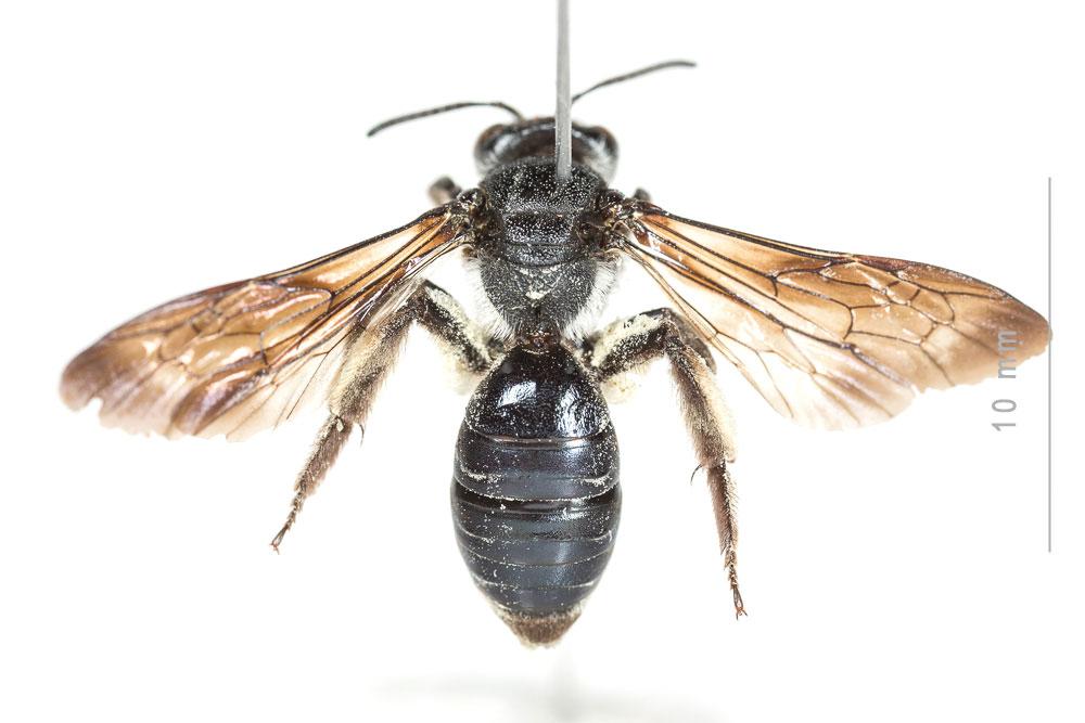 Le  Andrena afrensis Warncke, 1967