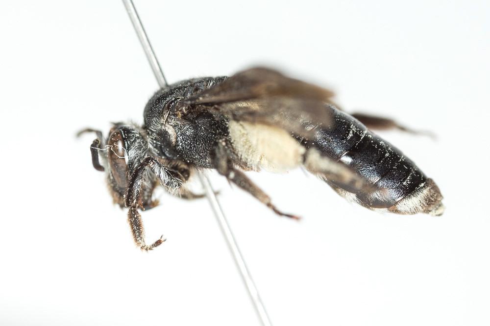 Le  Andrena afrensis Warncke, 1967