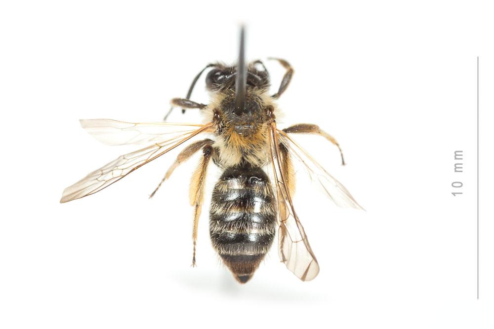 Le  Andrena angustior (Kirby, 1802)