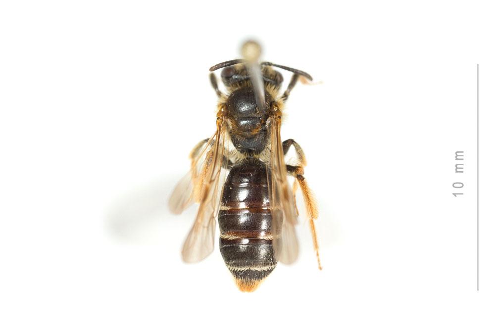  Andrena chrysosceles (Kirby, 1802)