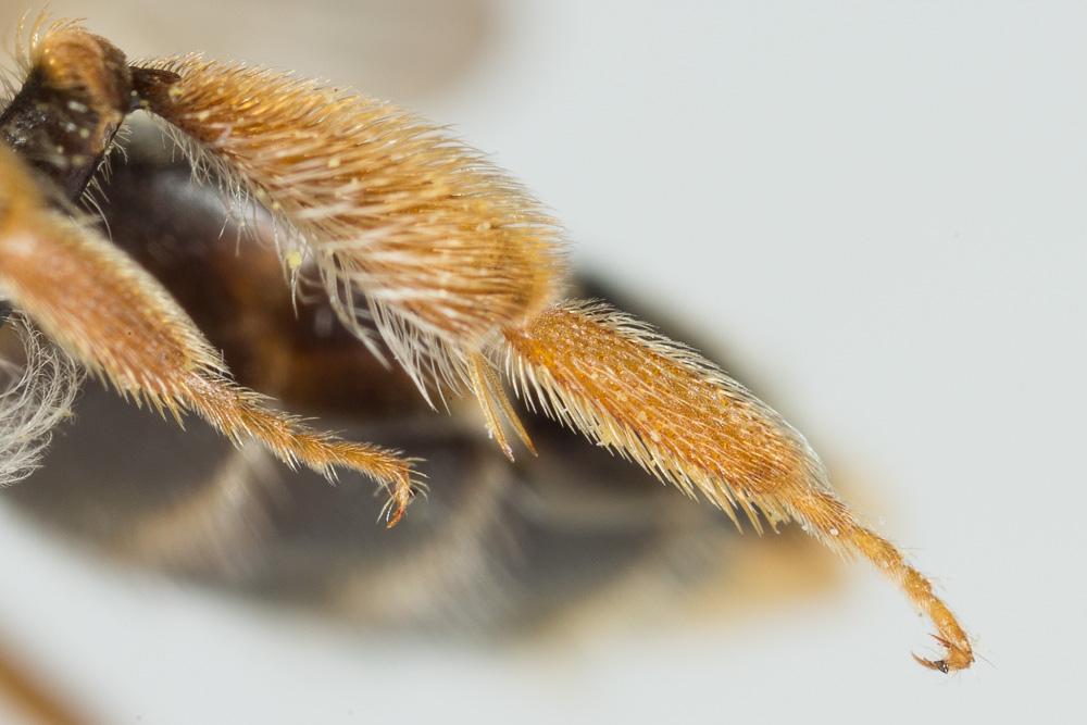  Andrena chrysosceles (Kirby, 1802)
