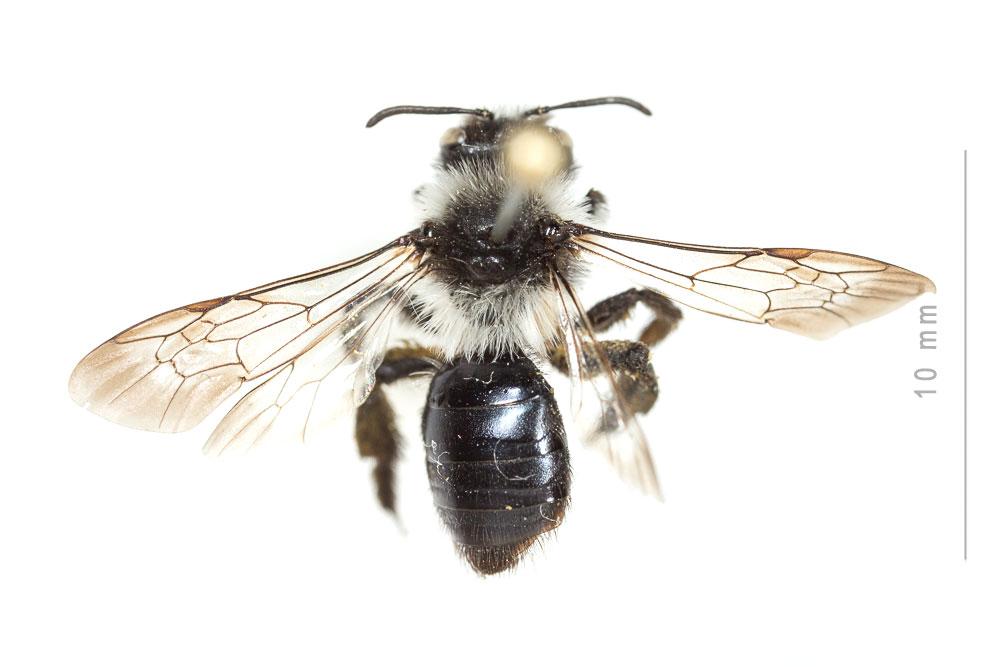 Le  Andrena cineraria (Linnaeus, 1758)