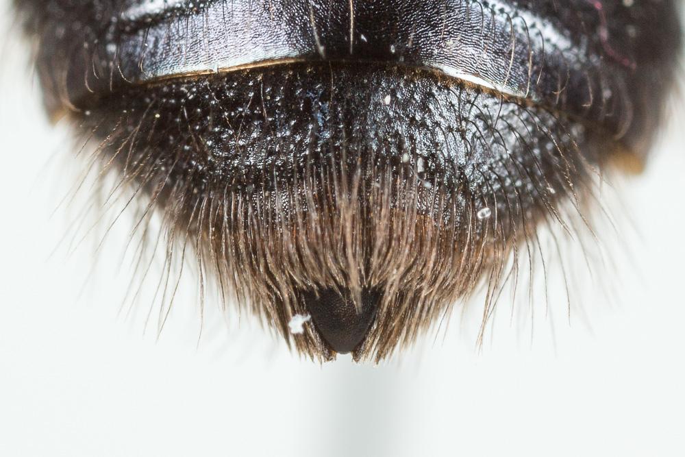 Le  Andrena cineraria (Linnaeus, 1758)
