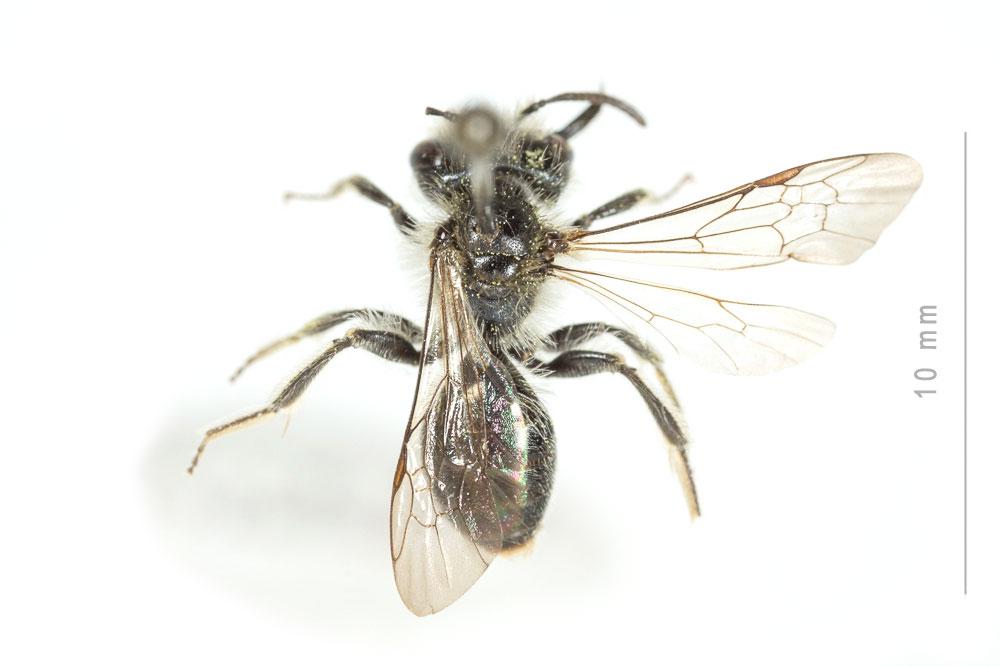 Le  Andrena ranunculi Schmiedeknecht, 1883