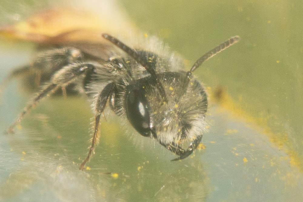 Le  Andrena ranunculi Schmiedeknecht, 1883