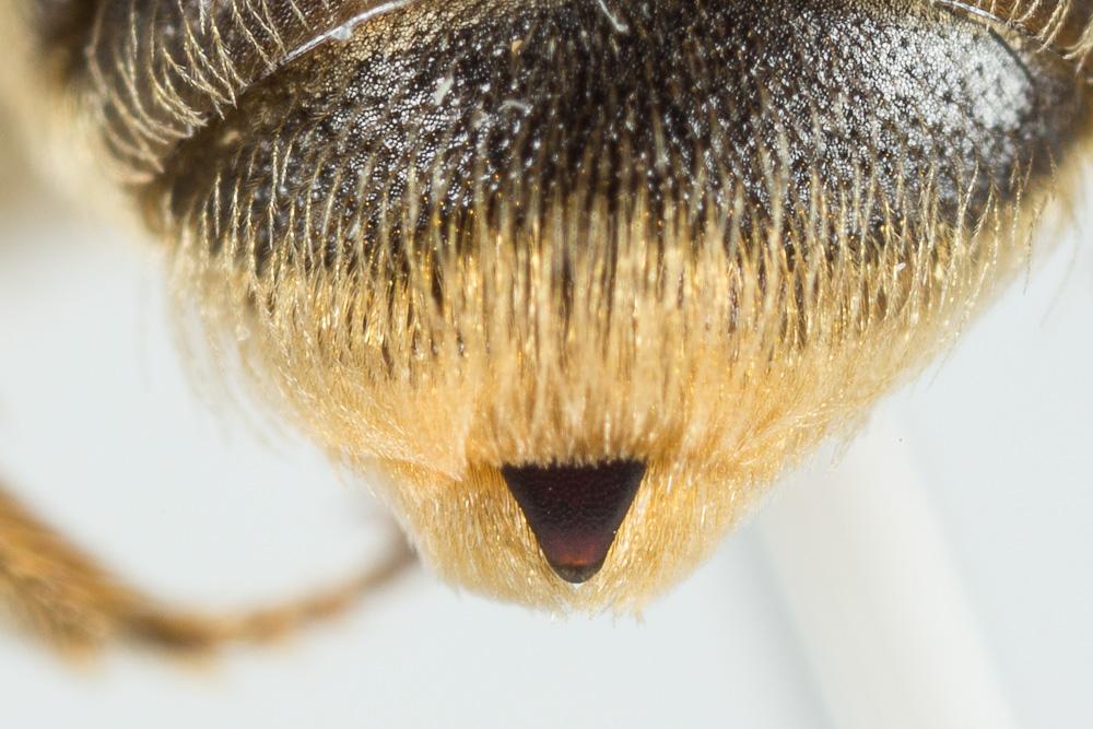 Le  Andrena cinerea Brullé, 1832