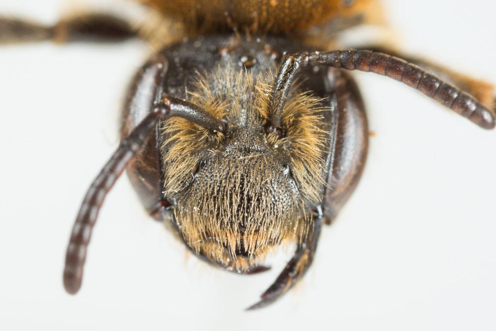 Le  Andrena curvungula Thomson, 1870