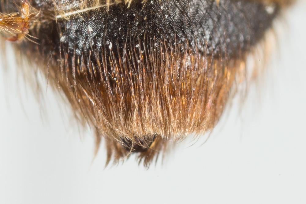 Le  Andrena ferox Smith, 1847