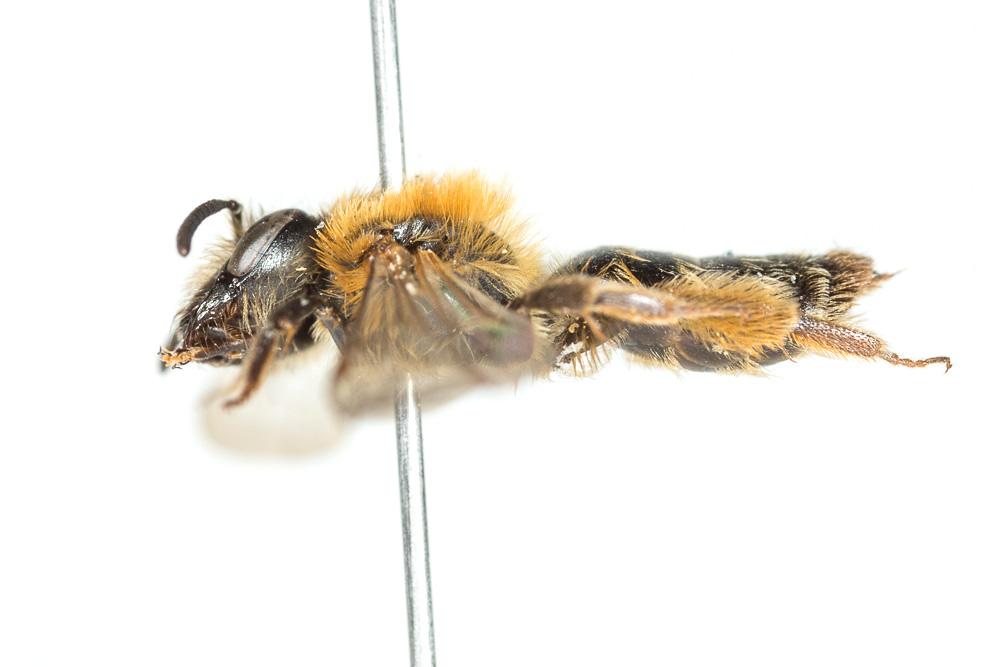 Le  Andrena fulvata Stoeckhert, 1930