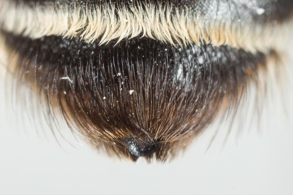 Le  Andrena gravida Imhoff, 1832