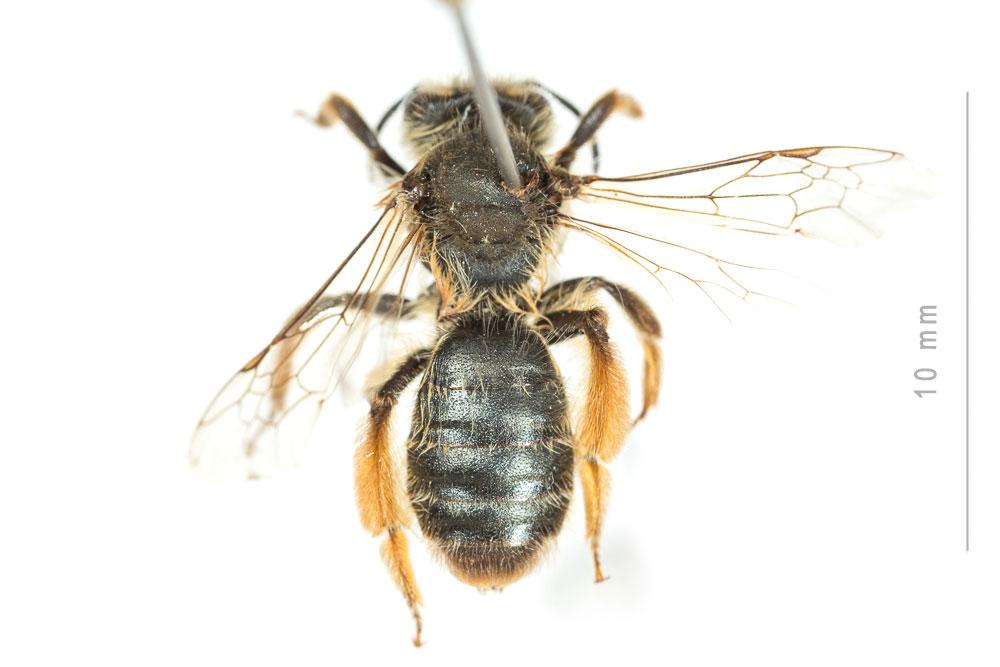 Le  Andrena nigroolivacea Dours, 1873