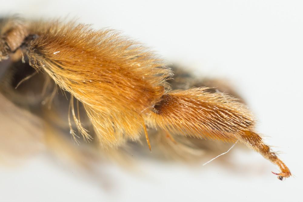 Le  Andrena nigroolivacea Dours, 1873