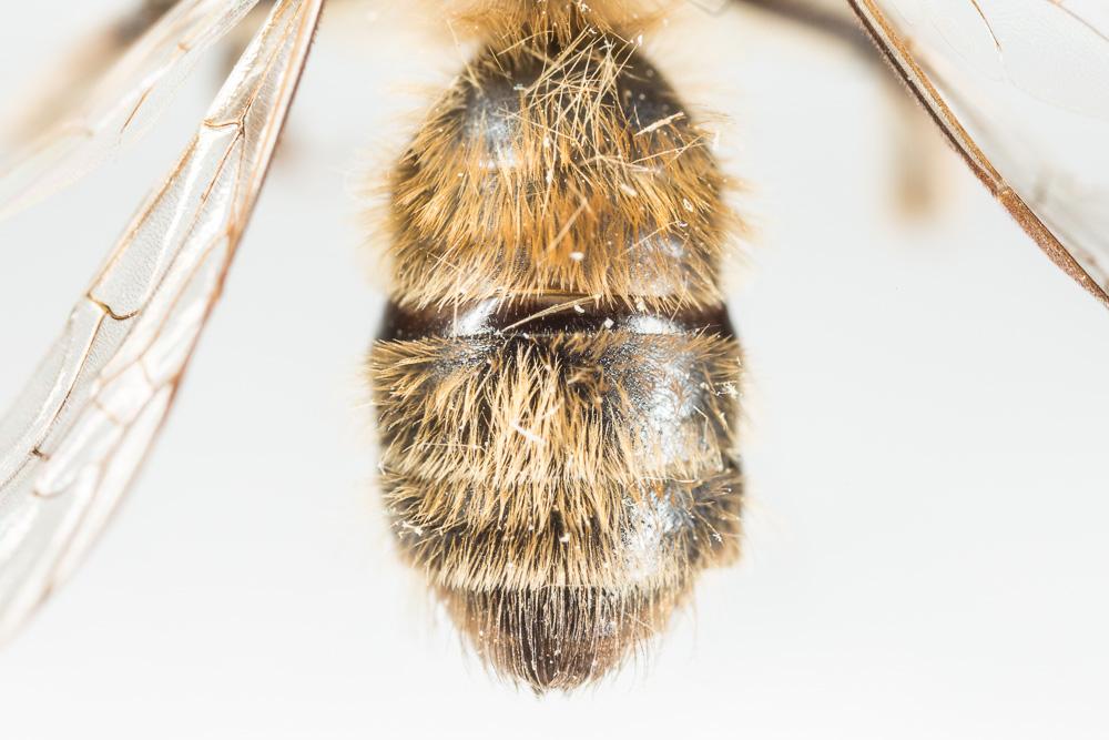  Andrena praecox (Scopoli, 1763)