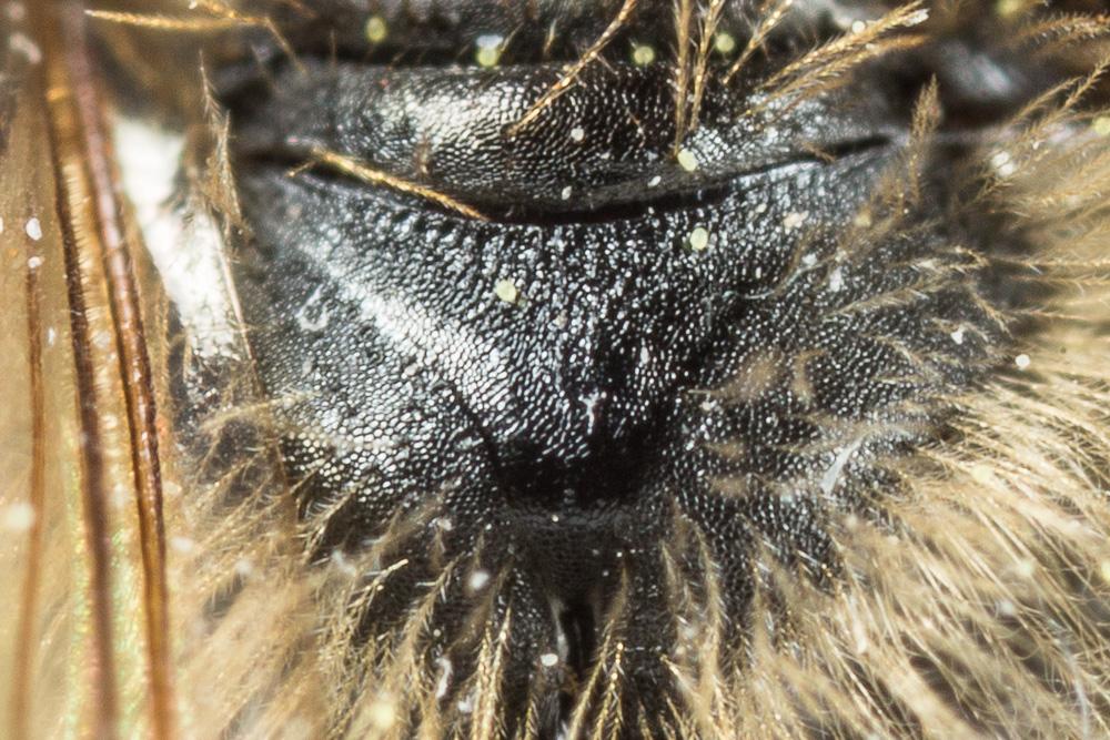  Andrena ranunculi Schmiedeknecht, 1883